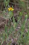 Bushy seaside tansy